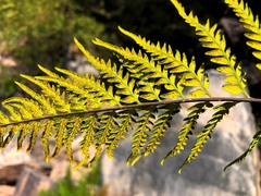 Pityrogramma austroamericana