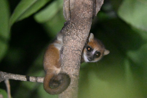Jolly's Mouse Lemur