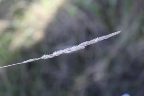 Calamagrostis quadriseta, 2026-07-04