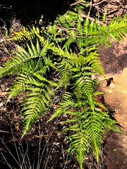 Pityrogramma austroamericana