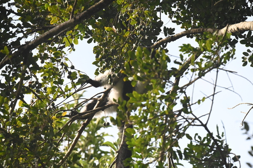 Black-and-white Ruffed Lemur