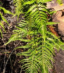 Pityrogramma austroamericana