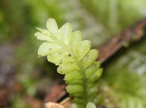 Saccogynidium observed 2026-07-04