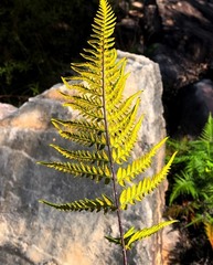 Pityrogramma austroamericana