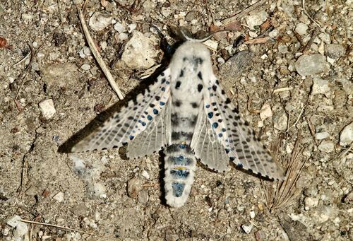 Wood Leopard Moth