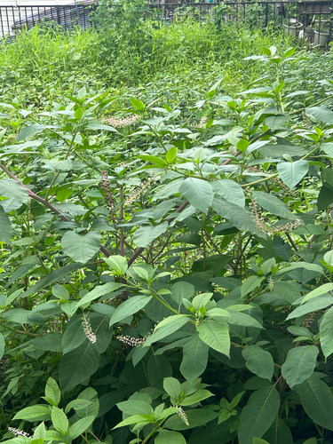 American pokeweed