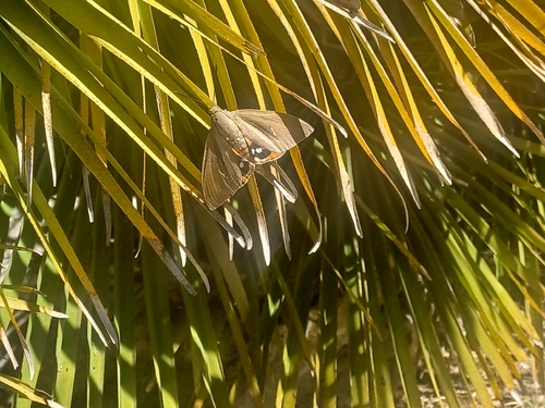 Palm Moth