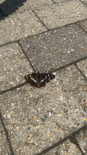 Purple Emperor