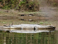 Gavialis gangeticus