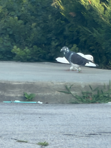 Feral Pigeon photographed in Connecticut