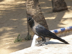 Corvus splendens
