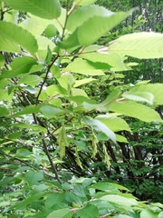 Carpinus betulus