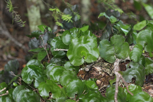 kidney fern
