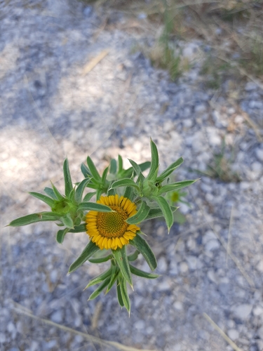 Spiny Starwort
