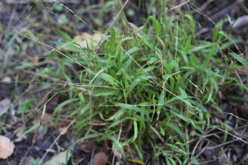panic veldtgrass