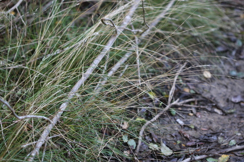 Rytidosperma gracile observed 2026-07-04