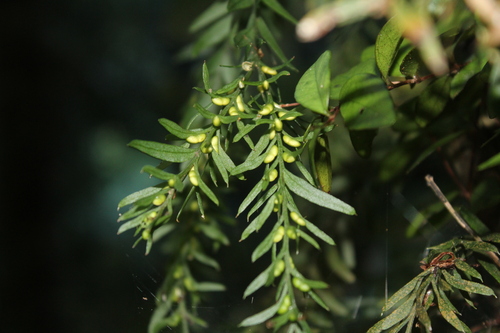 Tmesipteris elongata