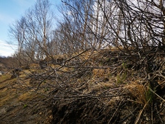 Sorbus sambucifolia