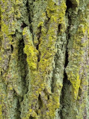 gold dust lichen