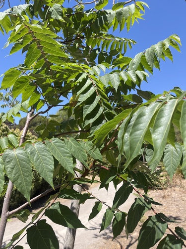tree-of-heaven