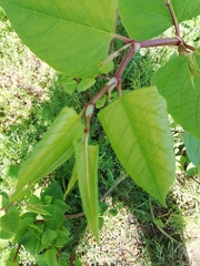 Reynoutria
