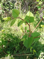 Reynoutria