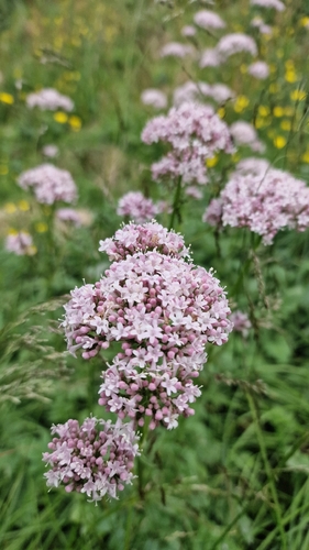 common valerian
