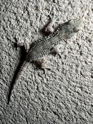 Moorish Gecko