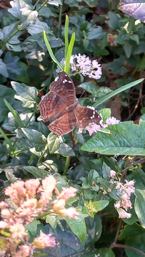 Spotted Brown Pansy