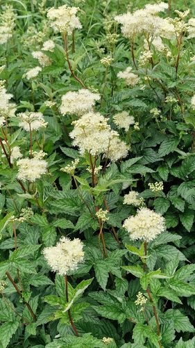 Meadowsweet