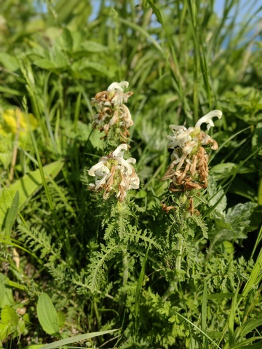 Pedicularis schistostegia iNat (3)