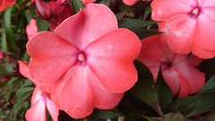 Impatiens hawkeri