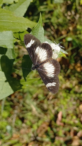 Dusky Acraea