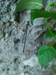 Platycnemididae
