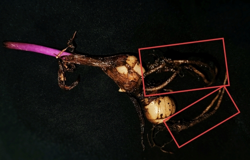 Cremastra aphylla iNat (1)