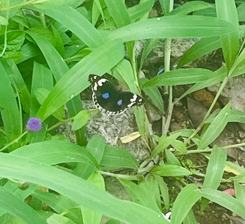 Blue-spot Pansy