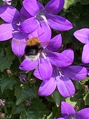 Bombus hypnorum