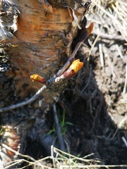 Sorbus sambucifolia