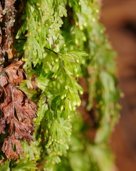 Hymenophyllum cupressiforme