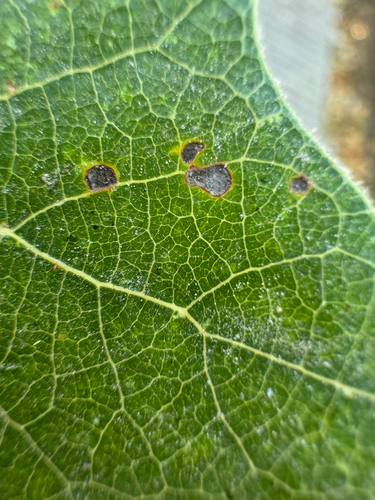Poplar Shoot Blight