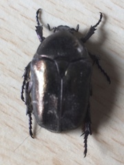 Protaetia cuprea
