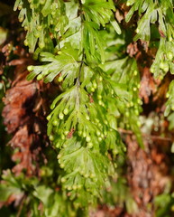 Hymenophyllum cupressiforme
