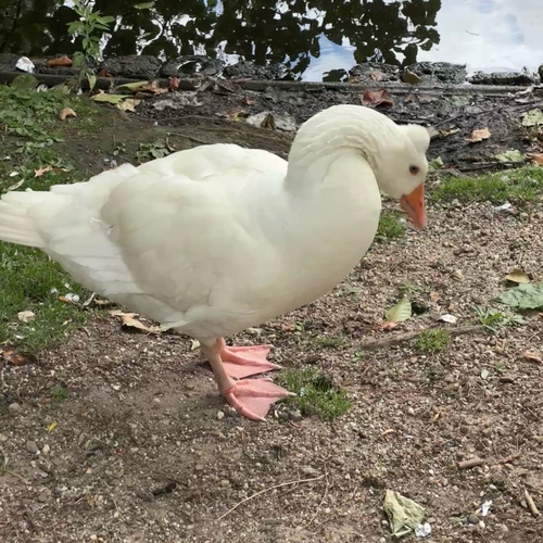 Greylag Goose