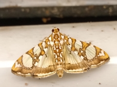 Glyphodes sibillalis