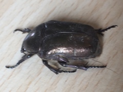 Protaetia cuprea