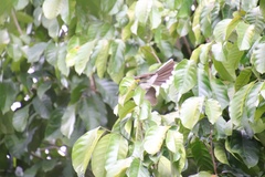 Rhipidura nigritorquis