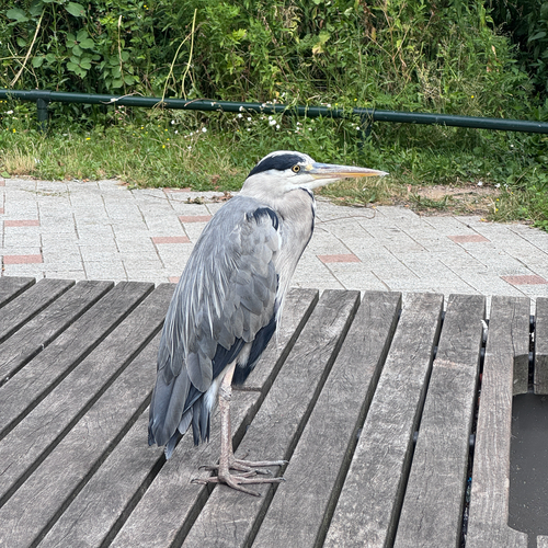 Grey Heron