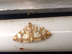 Glyphodes sibillalis