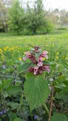 Lamium orvala
