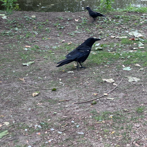 Carrion Crow